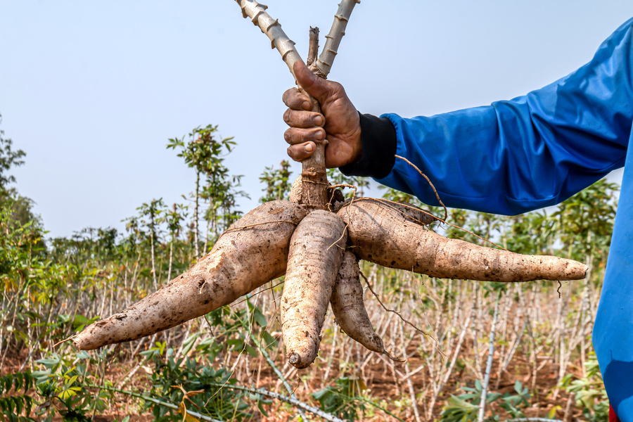 Cassava Plant